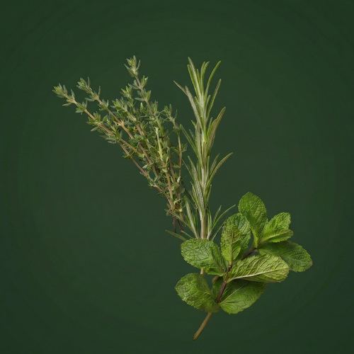 Menthe
